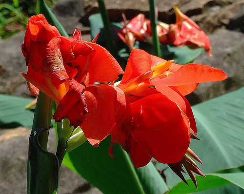 Канна