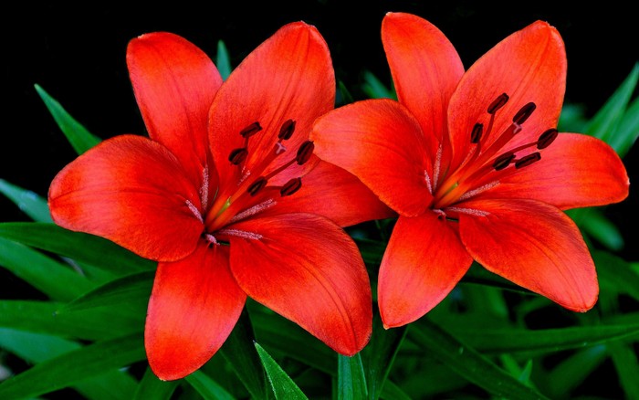 liliya10