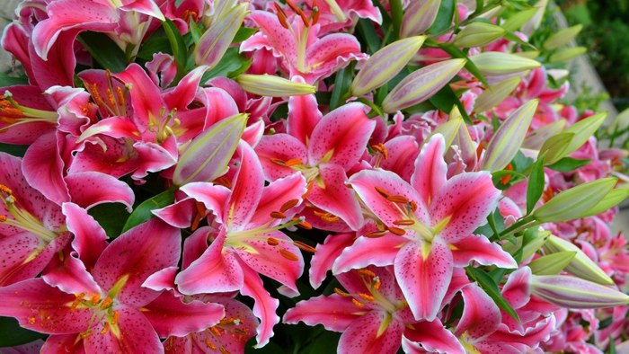Лилия кудреватая (Lilium martagon)