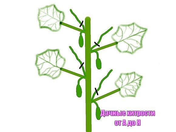 formogur2