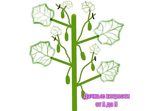 formogur3