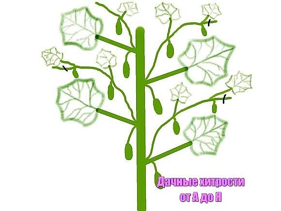 formogur4